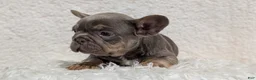 French Bulldog dogs for sale: Yogi - Ad 7