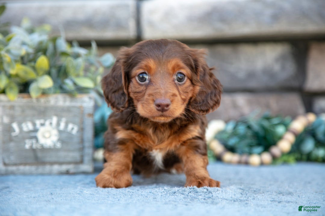 Miniature Dachshund dogs for sale: Annie - Ad 3