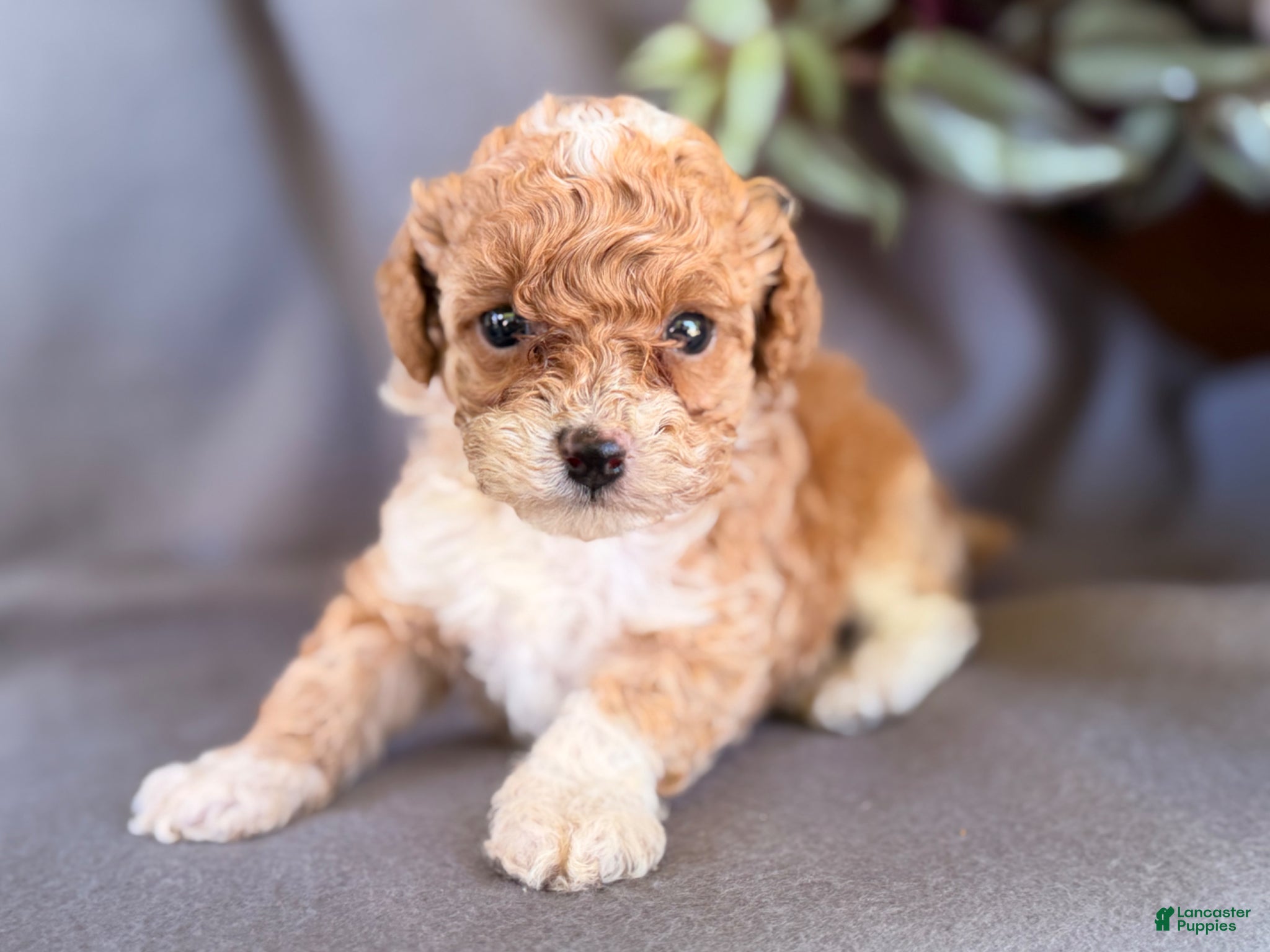 Toy Poodle dogs for sale: Kandy  - Ad 5