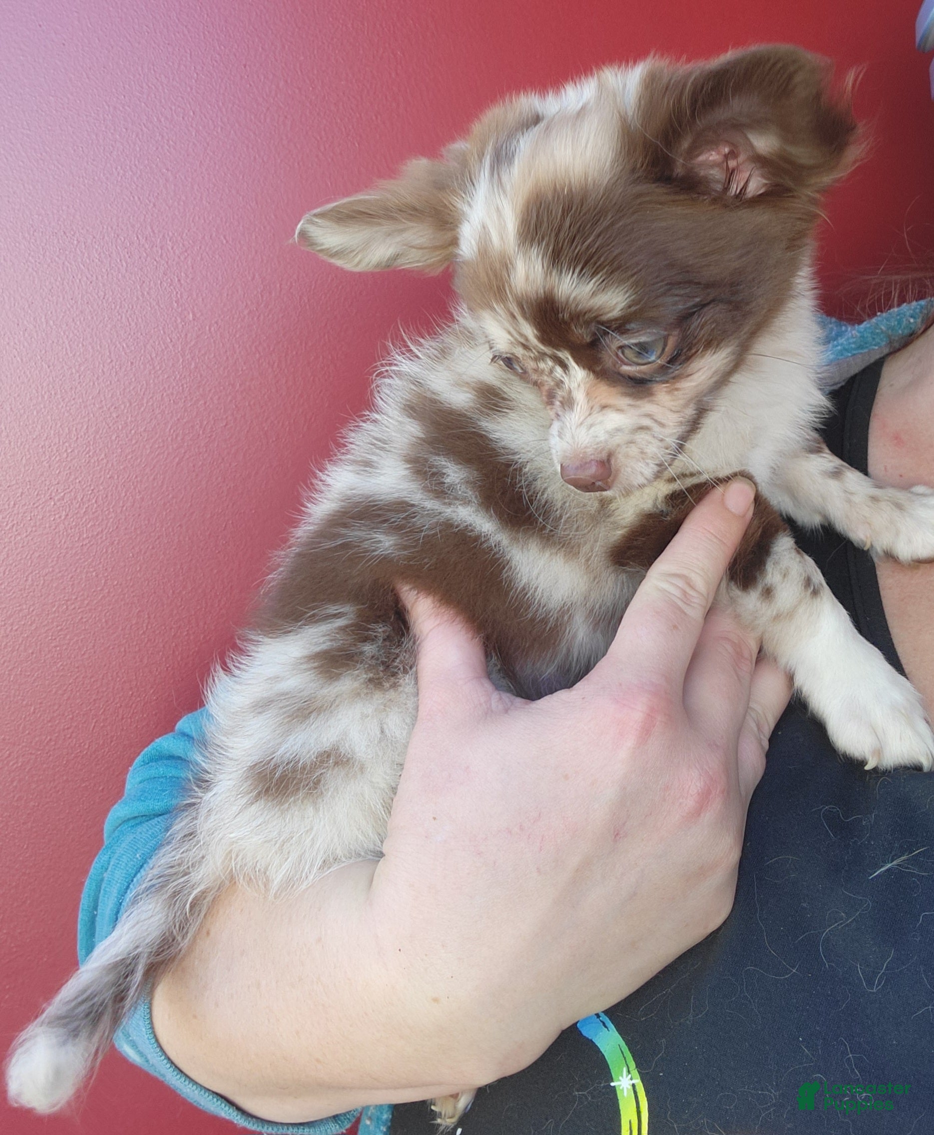 Chihuahua dogs Brownie  - Ad 22