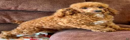 Toy Poodle dogs for sale: Finn - Ad 4