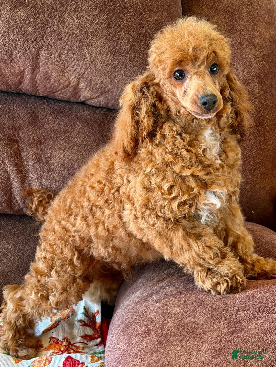 Toy Poodle dogs for sale: Finn - Ad 4