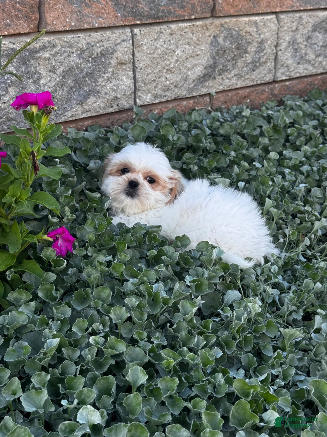 Shih Tzu dogs for sale: Shiloh - Ad 5