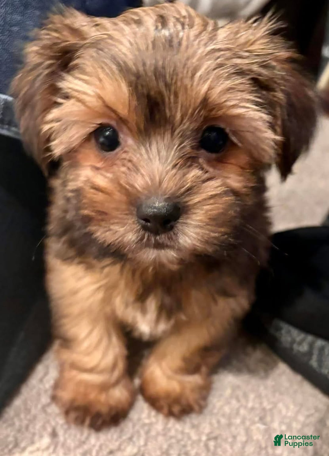 Mixed Breed dogs for sale: Mixed Breed Puppy 1 - Ad 3