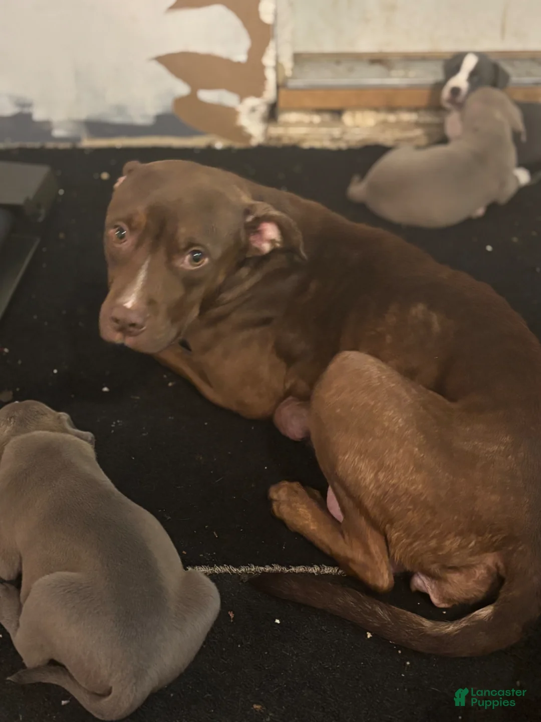 American Pit Bull Terrier dogs for sale: American Pit Bull Terrier Puppy 3 - Ad 2