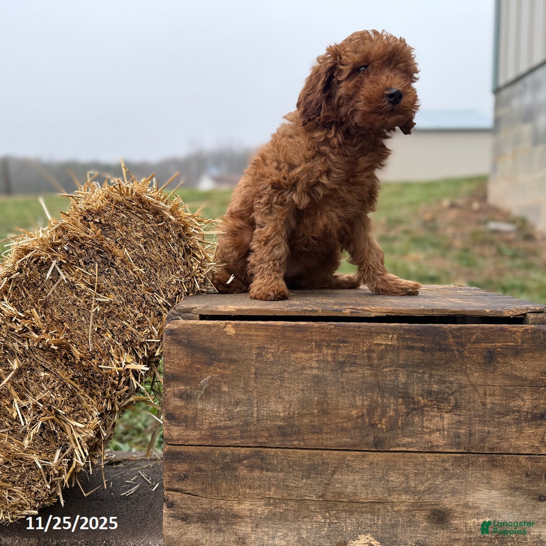 Irish Doodle dogs for sale: Fancy - Ad 8