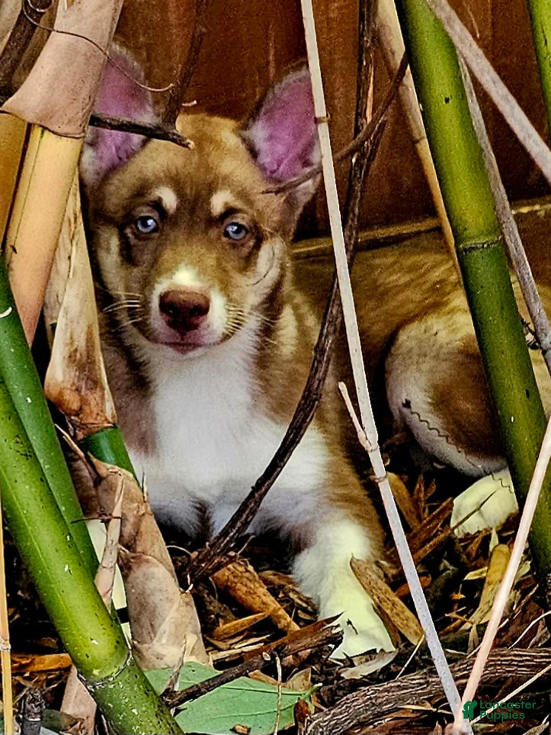Pomsky dogs for sale: Sage - Ad 2
