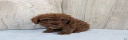 Cavapoo dogs for sale: Ace - Ad 3