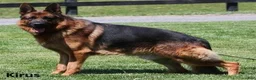 German Shepherd dogs for sale: River - Ad 5
