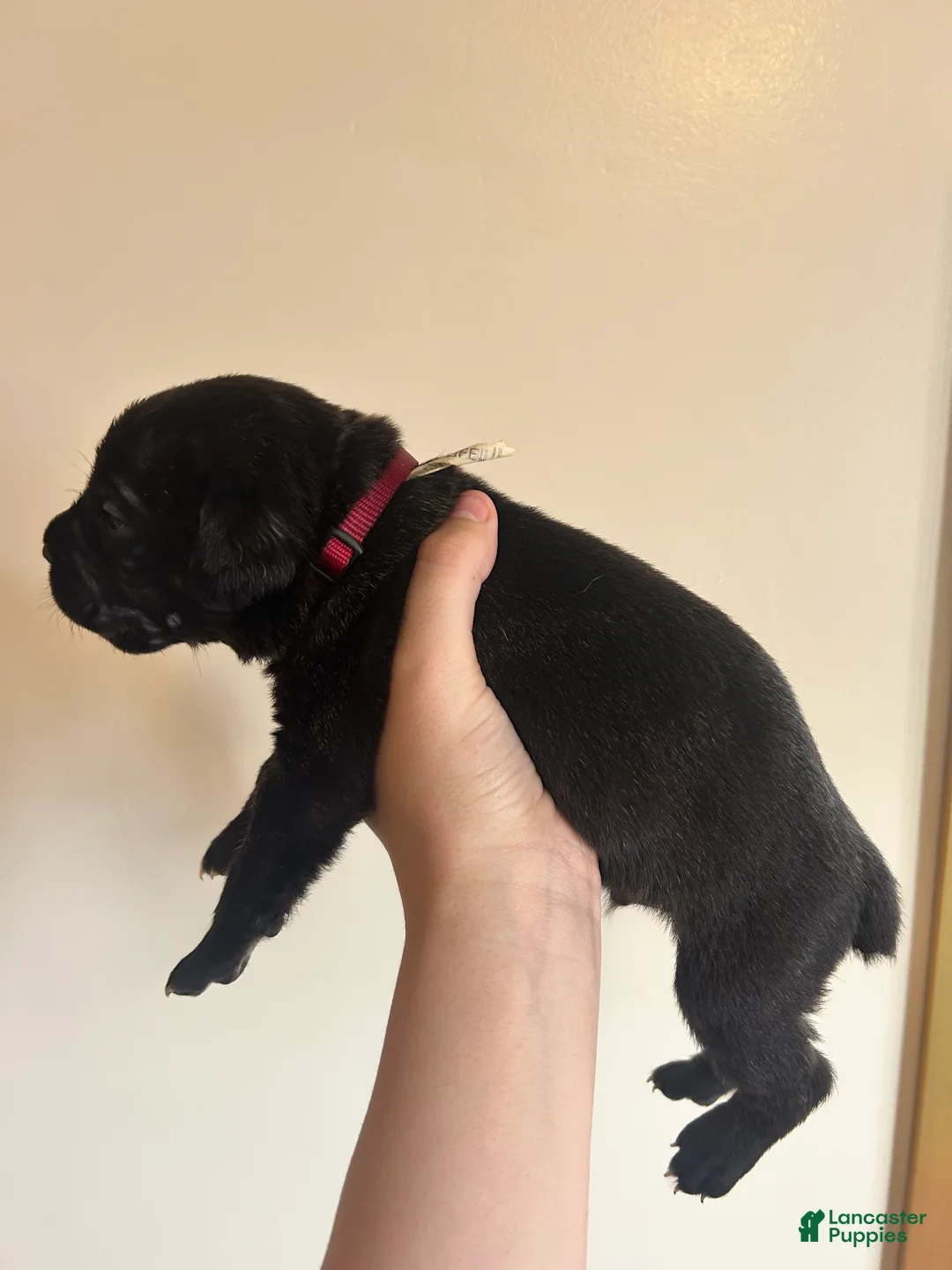 Cane Corso dogs for sale: Red  - Ad 2