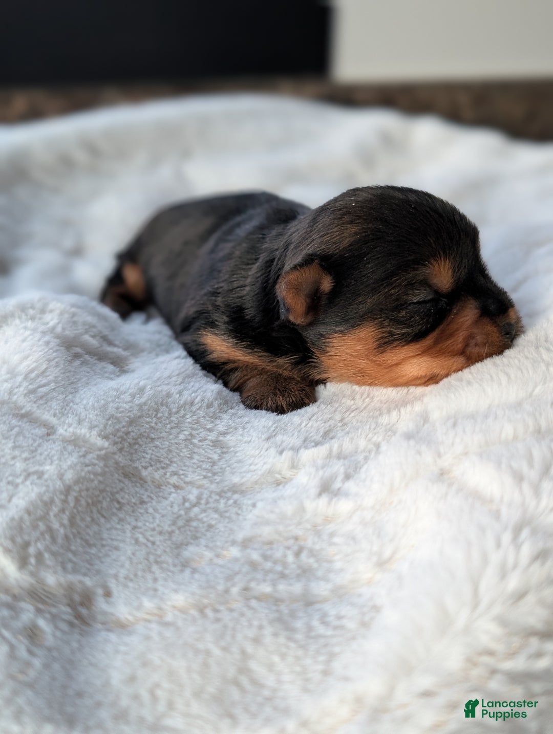 Yorkshire Terrier dogs for sale: Princess  - Ad 4