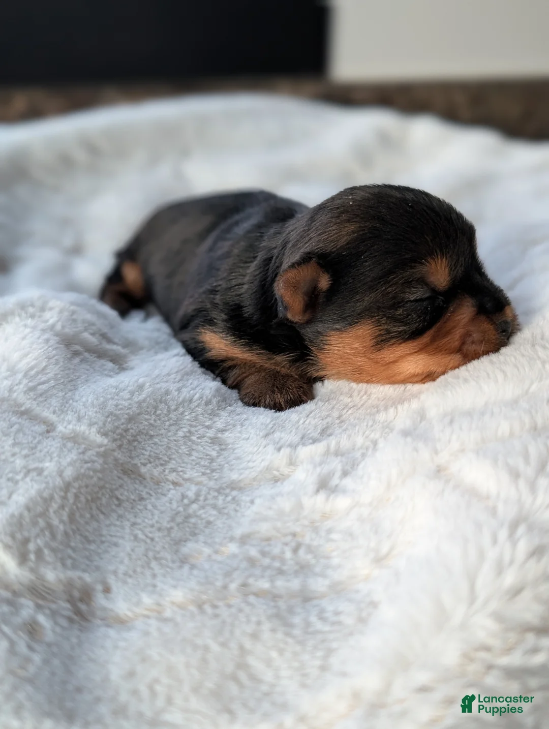 Yorkshire Terrier dogs for sale: Princess  - Ad 11