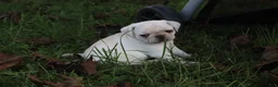 Pug dogs for sale: Chai -female- - Ad 10