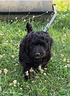 Mixed Breed dogs Ozark - Ad 41