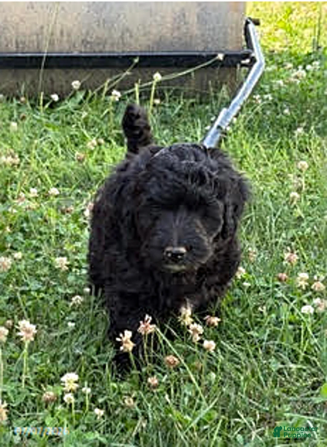 Mixed Breed dogs for sale: Ozark - Ad 1