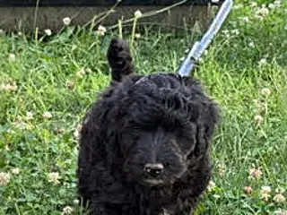 Mixed Breed dogs Ozark - Ad 41
