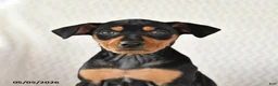 Miniature Pinscher dogs for sale: Trixie - Ad 3
