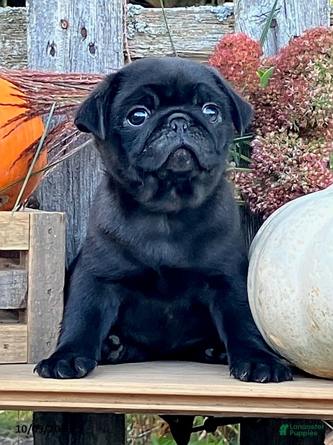 Pug dogs Chocolate - Ad 2