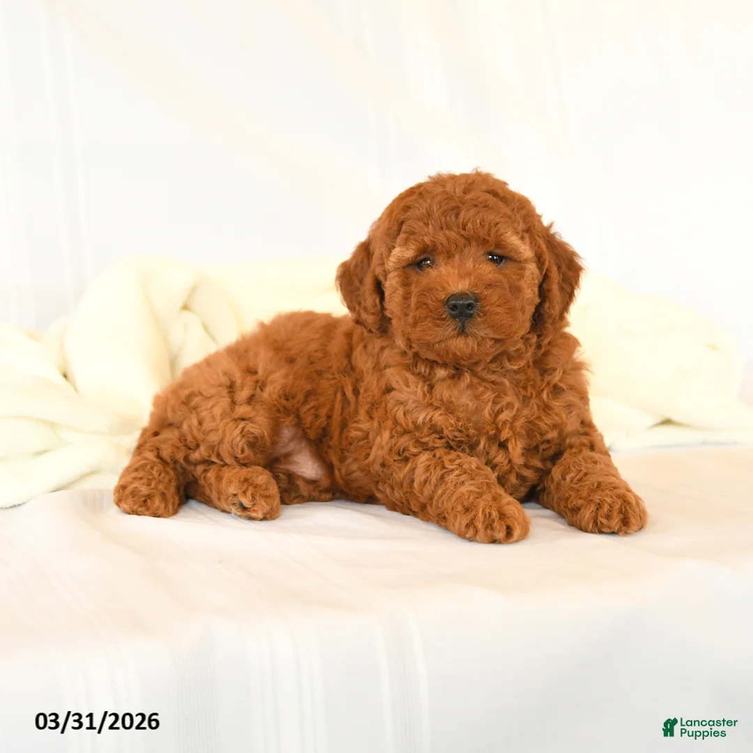 Miniature Poodle dogs for sale: Glorie - Ad 3