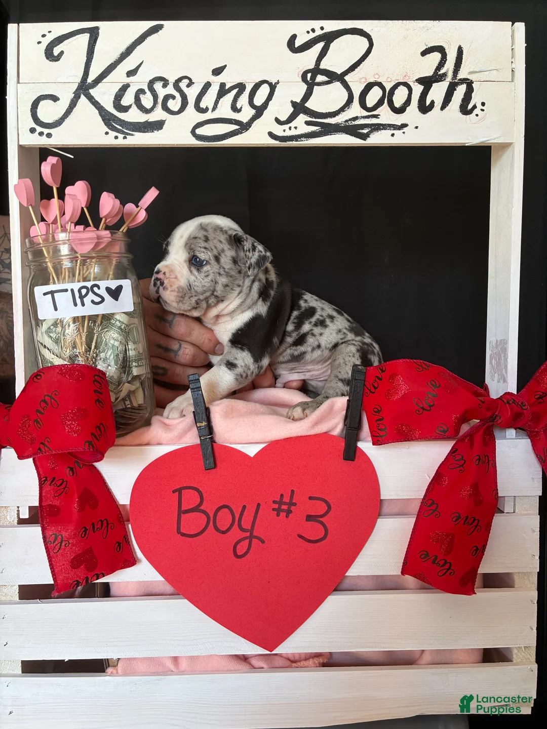 Olde English Bulldogge dogs for sale: Olde English Bulldogge Puppy 3 - Ad 7