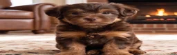 Yorkshire Terrier dogs for sale: Toby - Ad 7