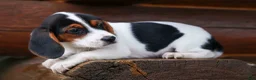 Beagle dogs for sale: Dolly💗 - Ad 12