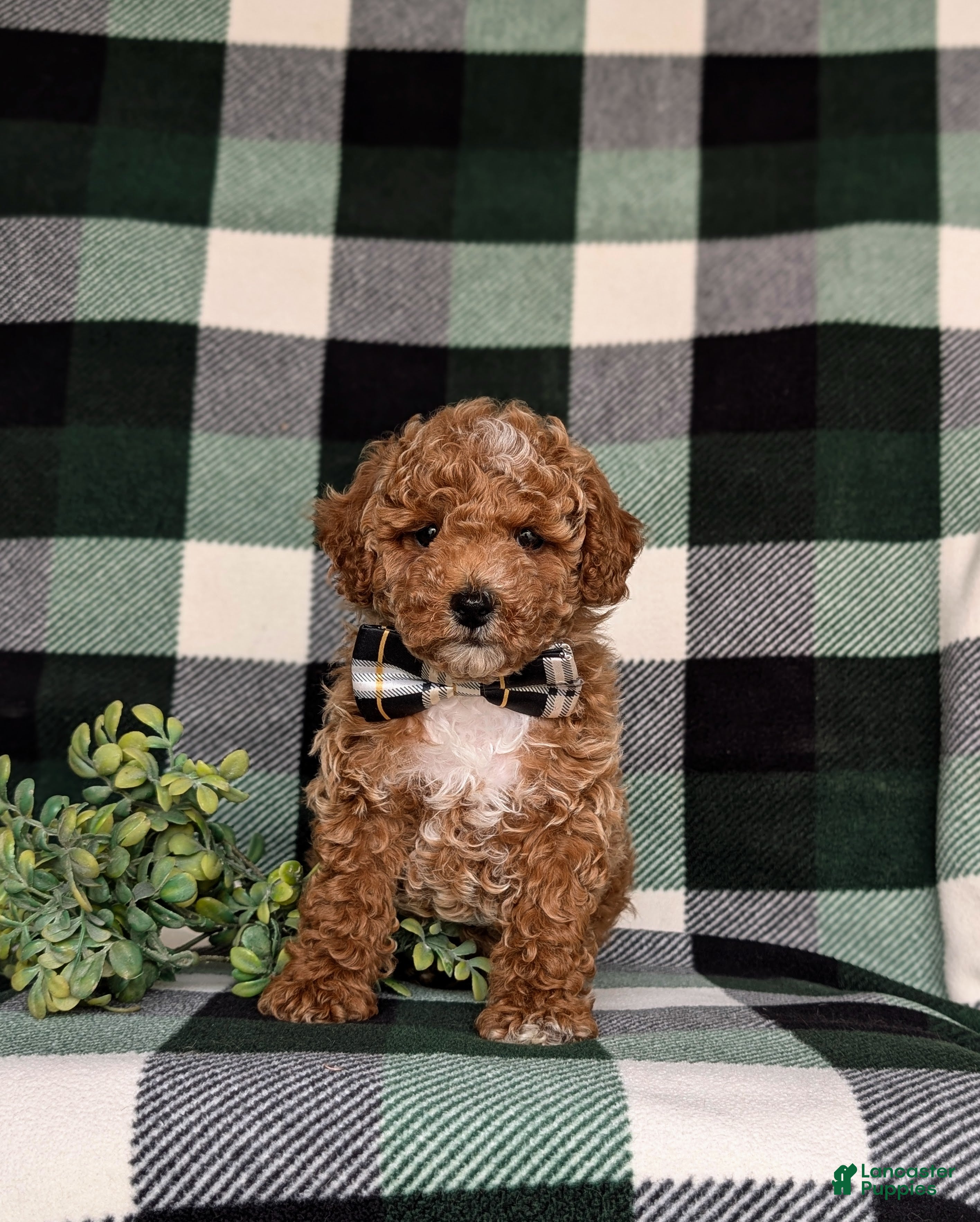 Miniature Poodle dogs Oakes - Ad 2