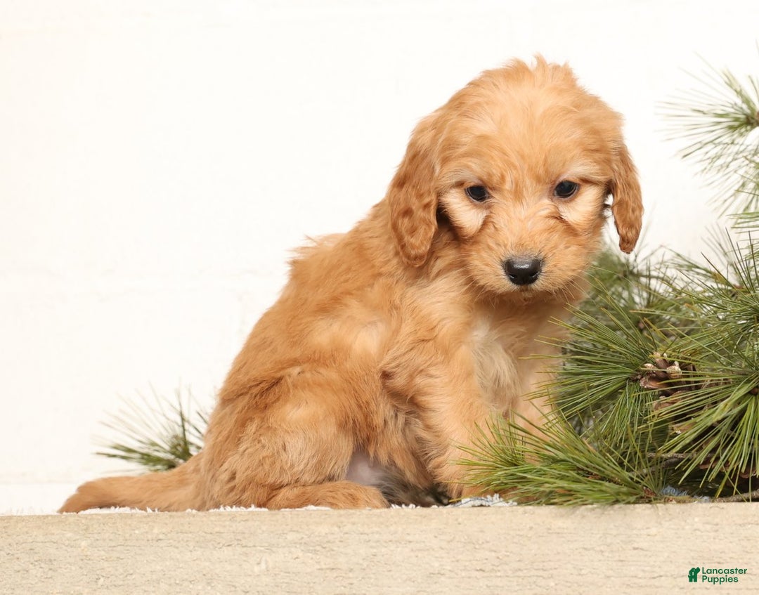 Mini Goldendoodle dogs for sale: Missy - Ad 7
