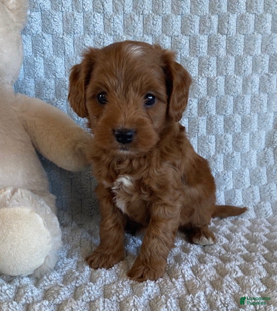 Cavapoo dogs for sale: Dumpling - Ad 1