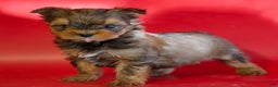 Yorkshire Terrier dogs for sale: Yorkshire Terrier Puppy 2 - Ad 1