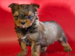 Yorkshire Terrier dogs Yorkshire Terrier Puppy 2 - Ad 26