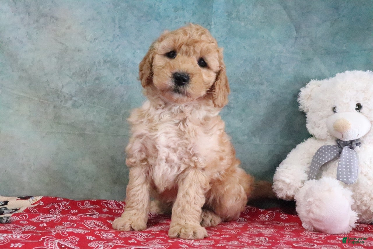 Mini Goldendoodle dogs Frankie - Ad 1