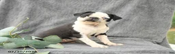 Pug dogs for sale: Havana - Ad 3