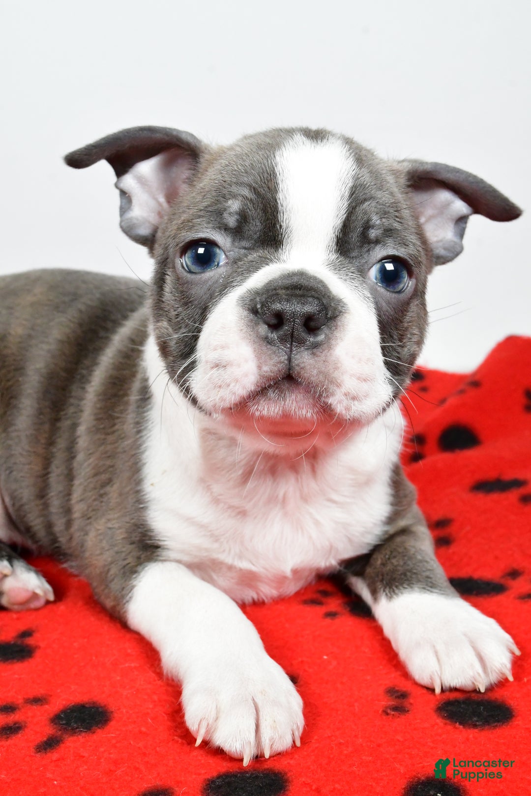 Boston Terrier dogs for sale: Rex - Ad 6