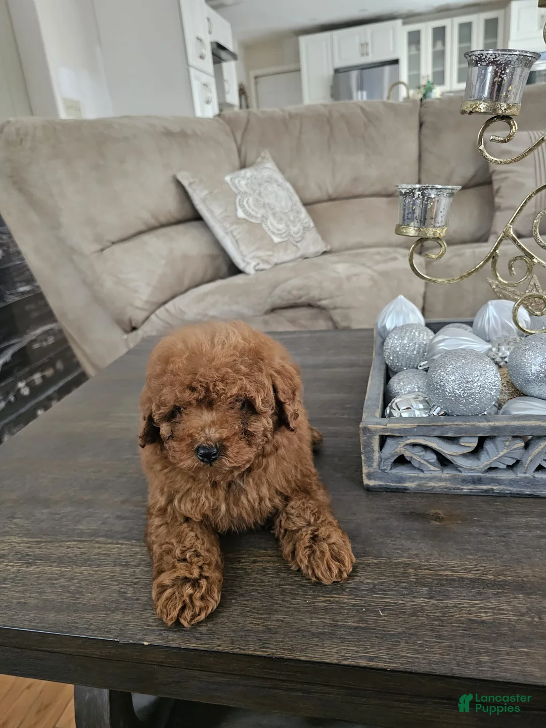 Toy Poodle dogs for sale: Toy Poodle Puppy 3 - Ad 6
