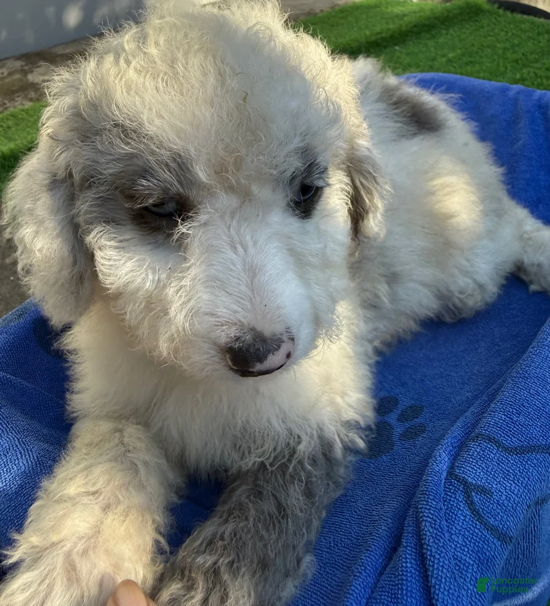Mini Aussiedoodle dogs for sale: Lenny - Ad 3