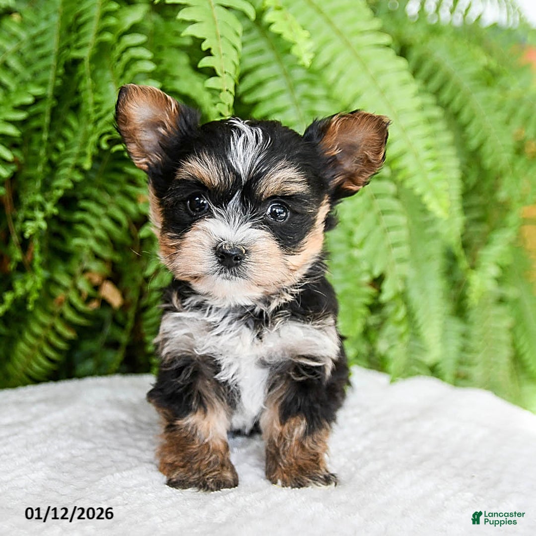 Yochon dogs for sale: Amaryssa - Ad 2