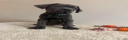 Cane Corso dogs for sale: Ghost  - Ad 3