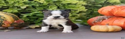Boston Terrier dogs for sale: Cassie Boston Terrier  - Ad 4