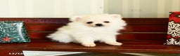 Pomeranian dogs for sale: Charm  - Ad 3