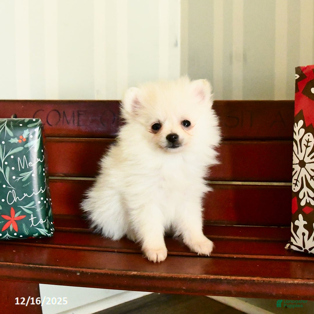 Pomeranian dogs for sale: Charm  - Ad 3