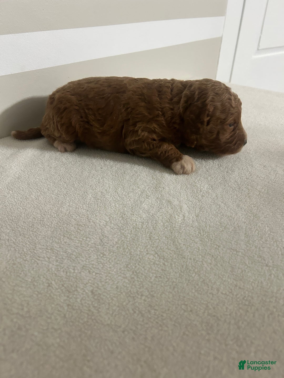 Mini Goldendoodle dogs for sale: Chad - Ad 3