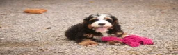 Mini Bernedoodle dogs for sale: Mooney Mini Bernedoodle  - Ad 9
