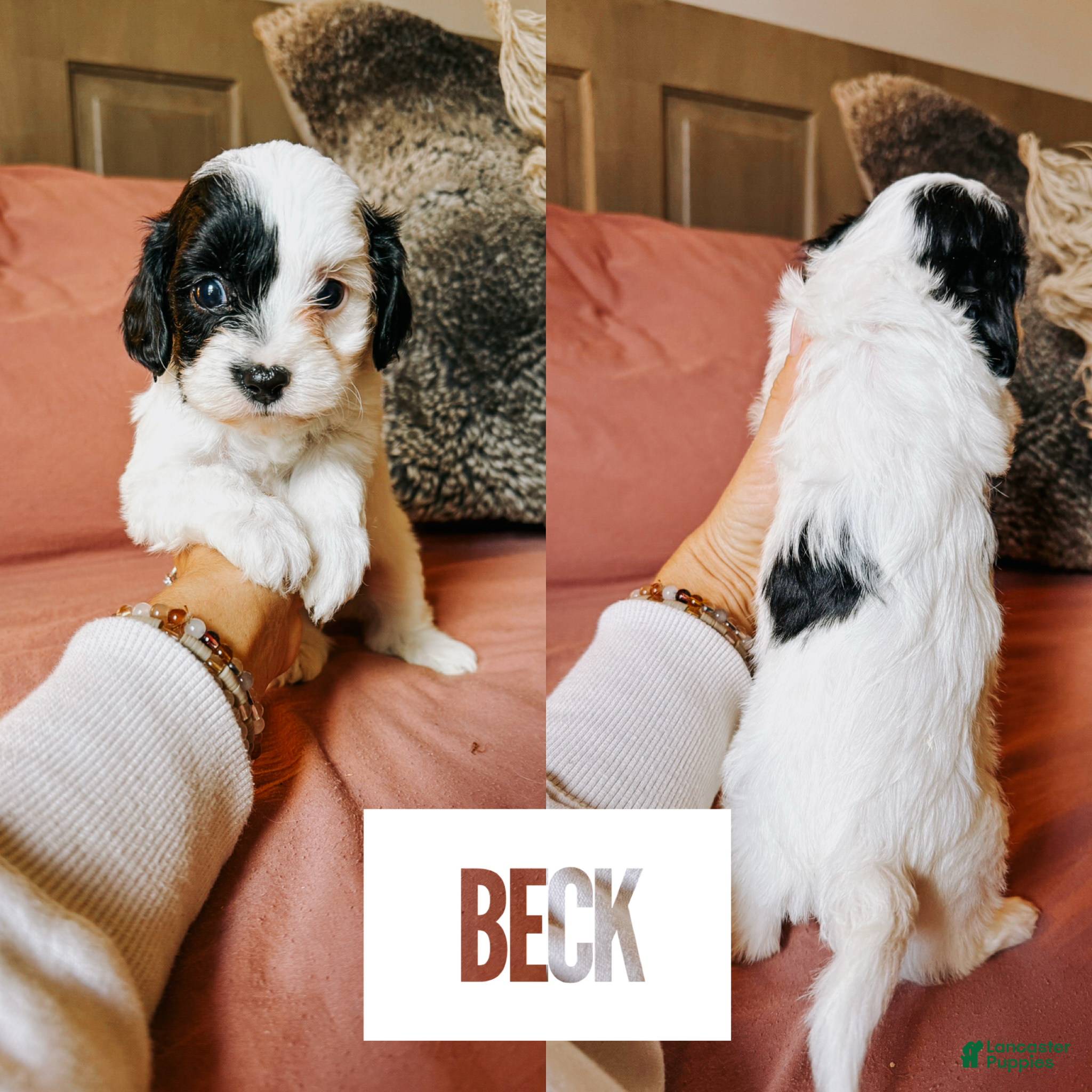 Cavapoo dogs for sale: Beck - Ad 2