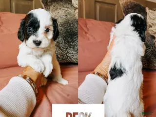 Cavapoo dogs for sale: Beck - Ad 2