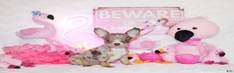 Chihuahua dogs for sale: Newt - Ad 4