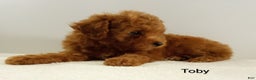 Toy Poodle dogs for sale: Toby -AKC  - Ad 4