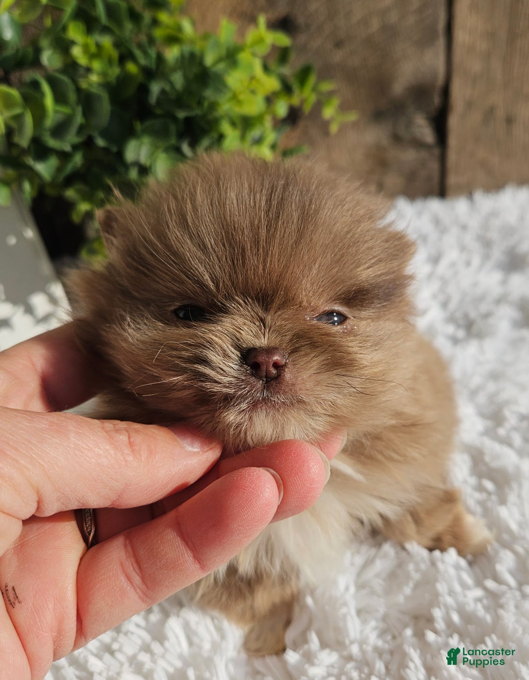 Pomeranian dogs for sale: Tessa - Ad 8