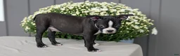 Boston Terrier dogs for sale: Tyson - Ad 4
