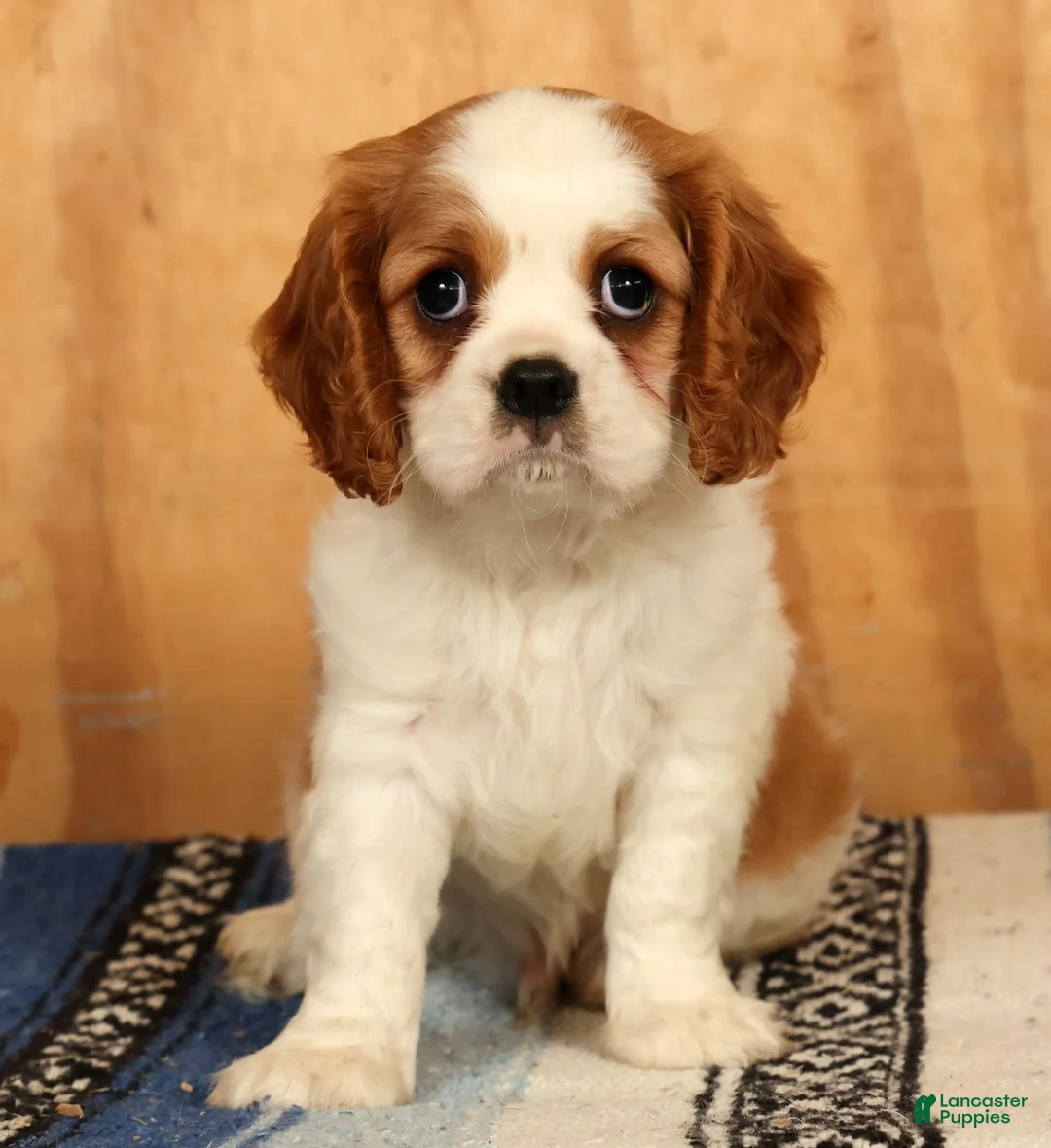 Cavalier King Charles Spaniel dogs for sale: Perry - Ad 2